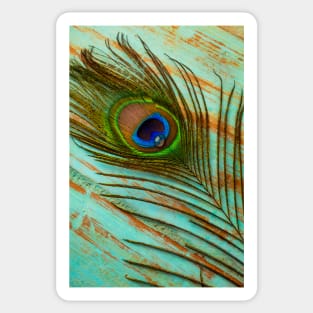 Peacock Feather With Dew Drop Sticker